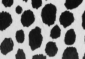 ブラックマルチ