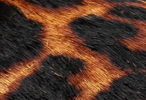 バタースコッチ