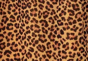 バタースコッチ