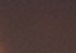 ダークタートイズ